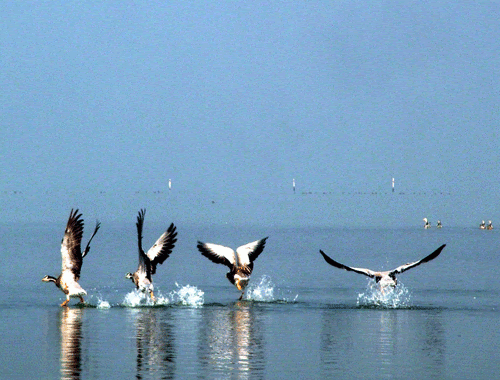 Chilika Lake