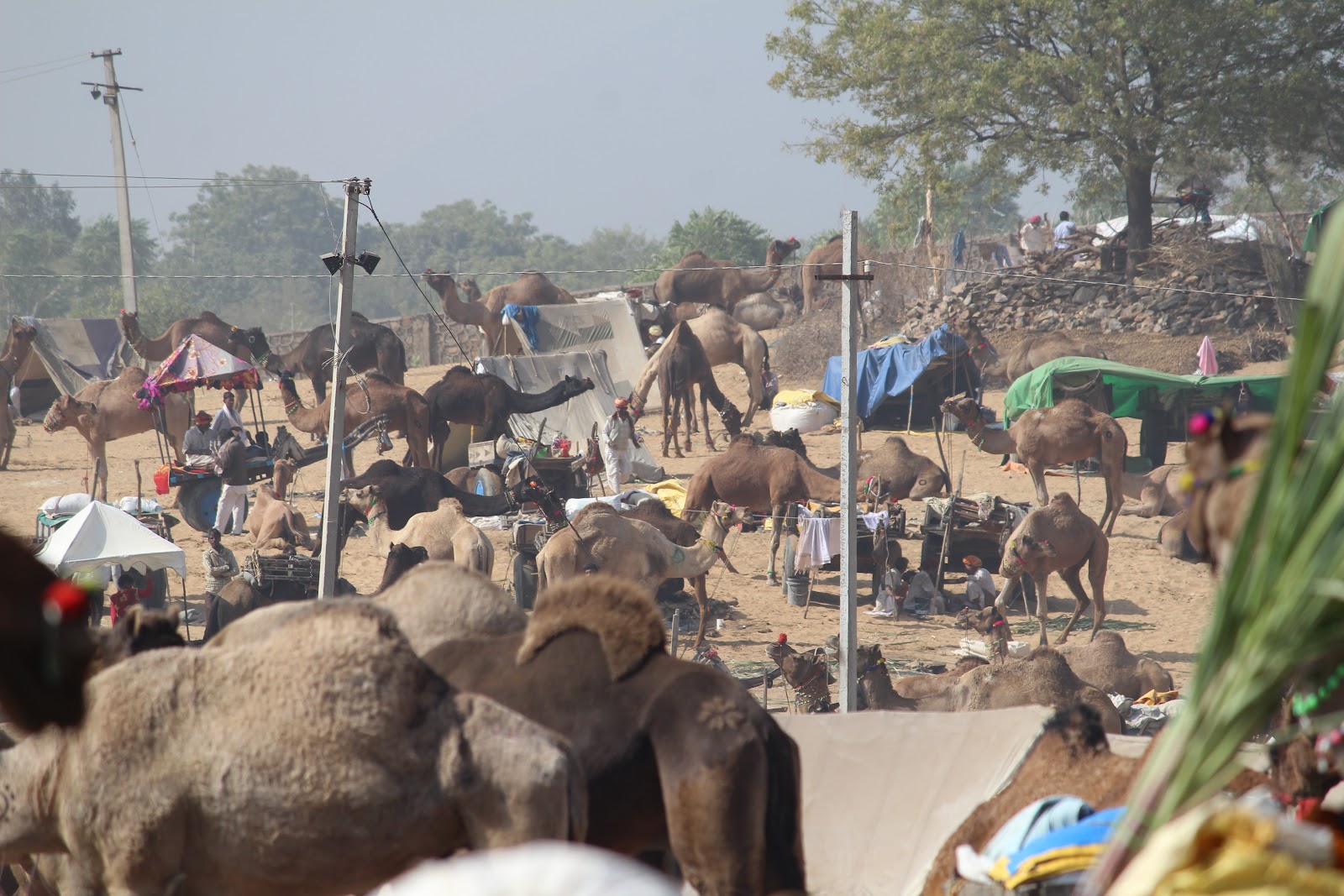 Pushkar Camel Fair Grounds