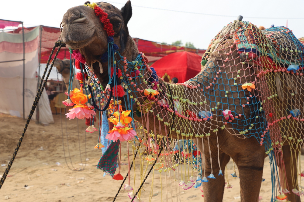 Pushkar Camel Fair Grounds