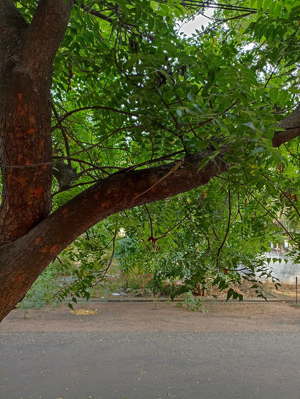 Rallabandi Subbarao Government Museum