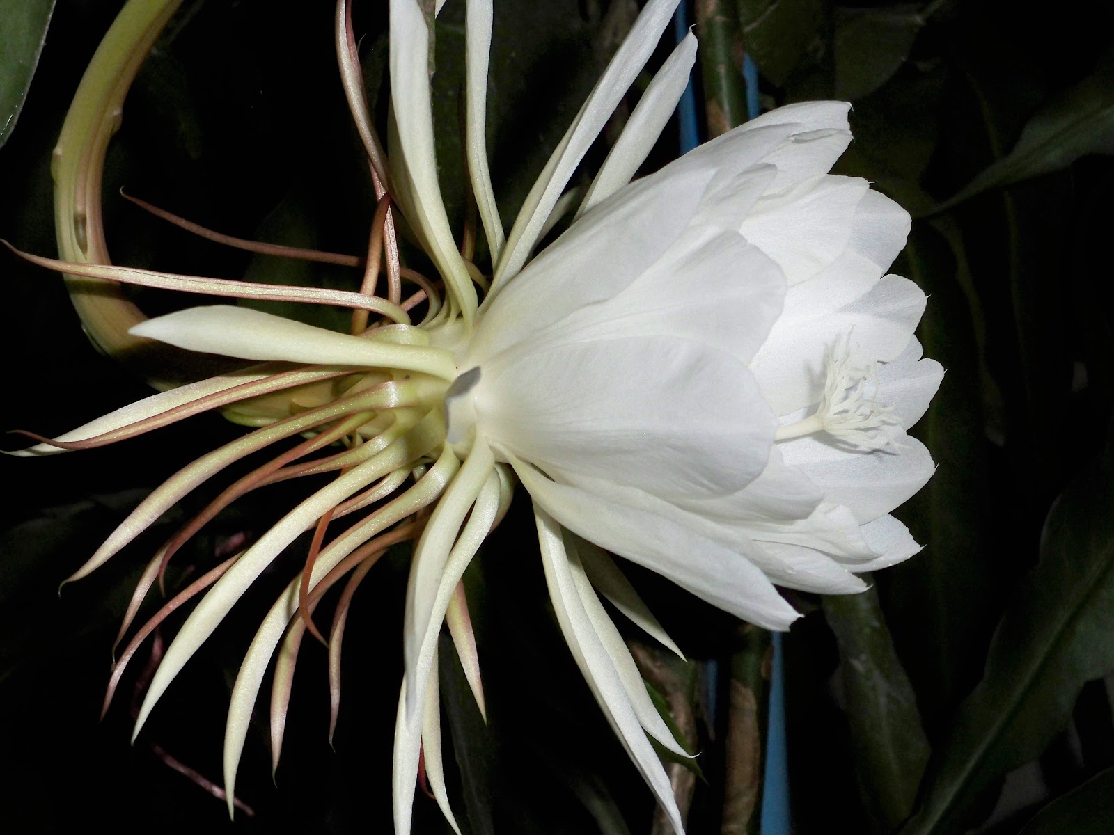 Rallabandi Subbarao Government Museum