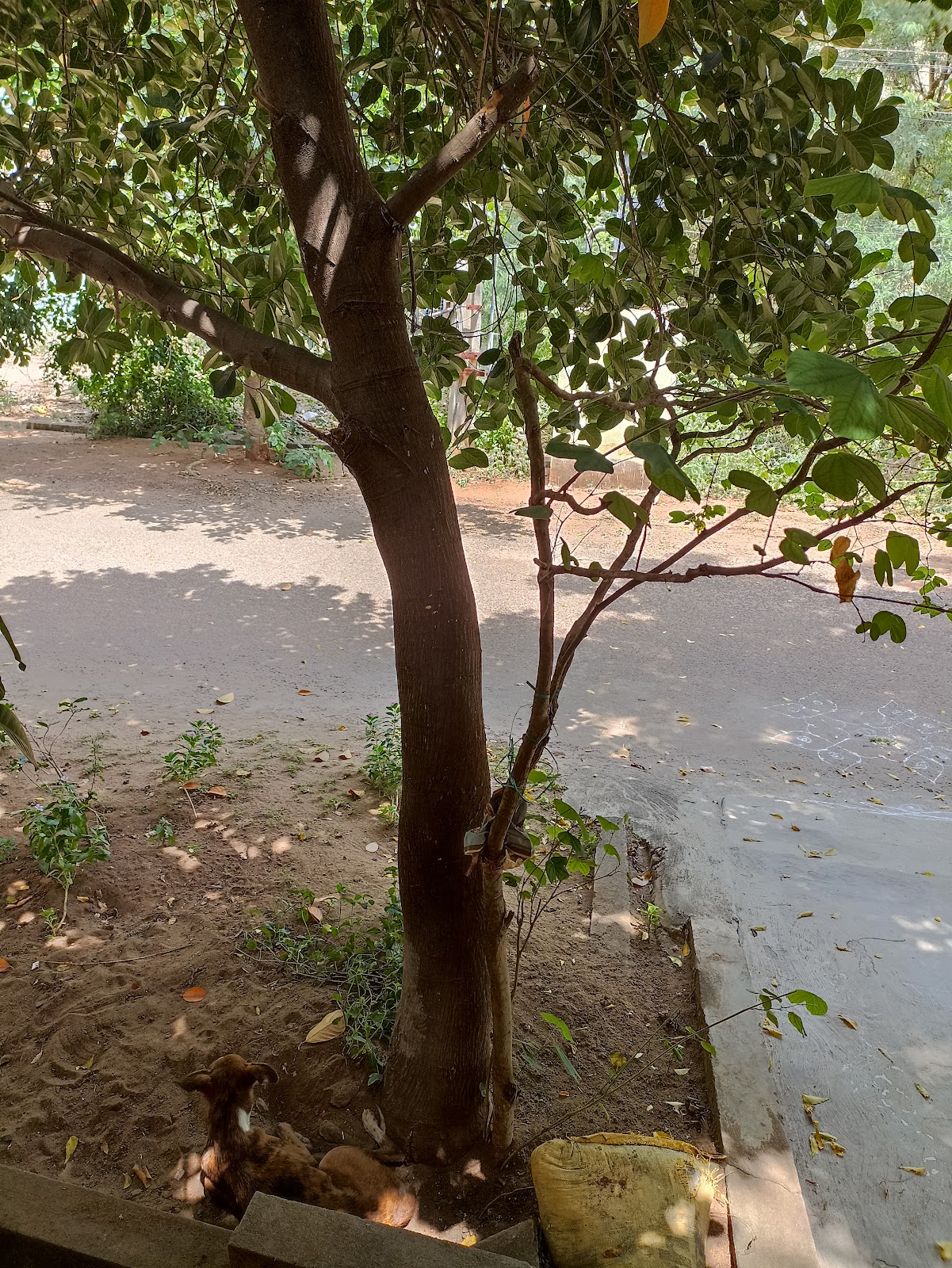 Rallabandi Subbarao Government Museum