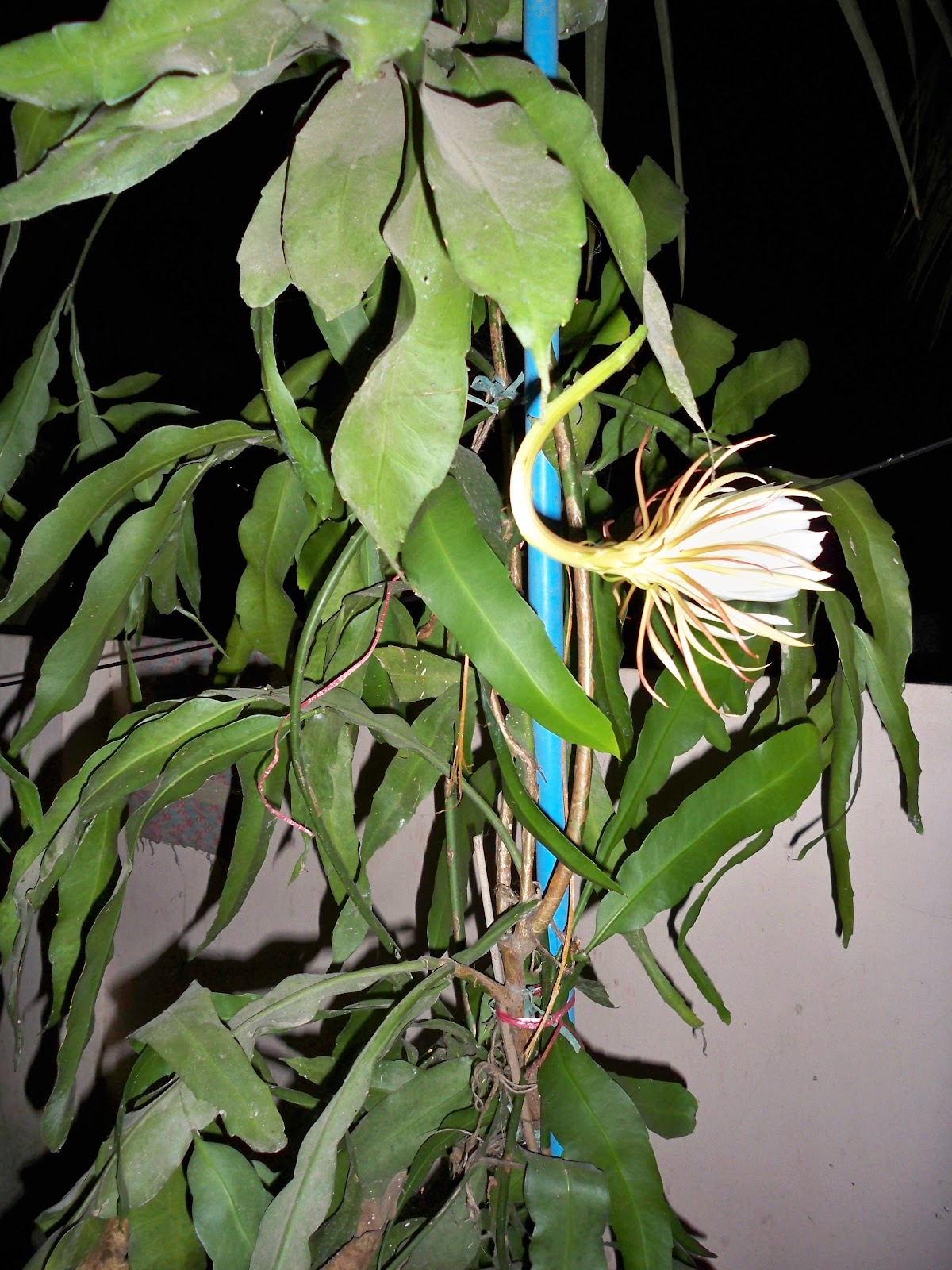 Rallabandi Subbarao Government Museum