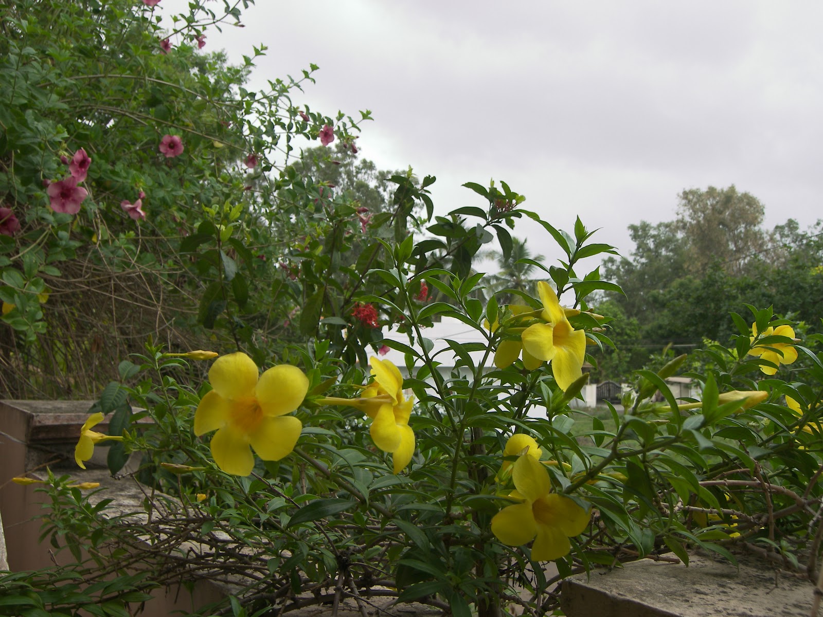 Rallabandi Subbarao Government Museum