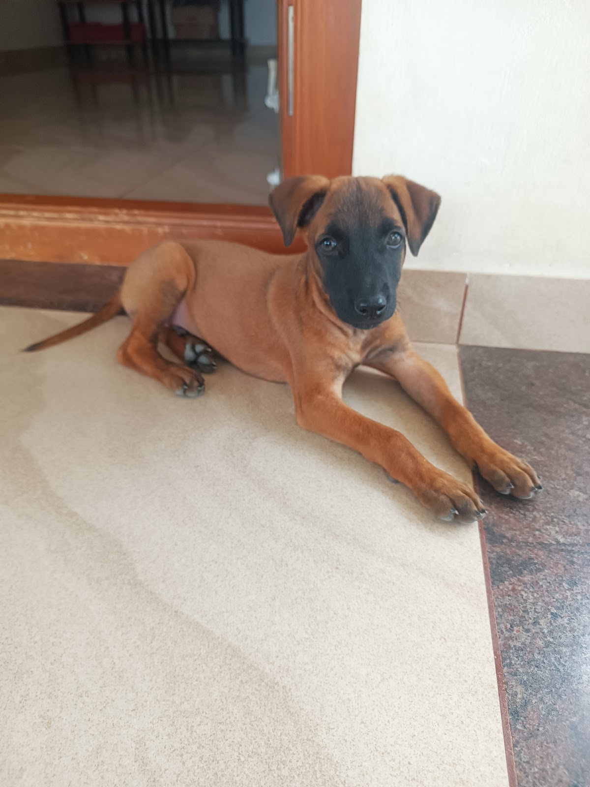 Rajapalayam Dog Breeding Center