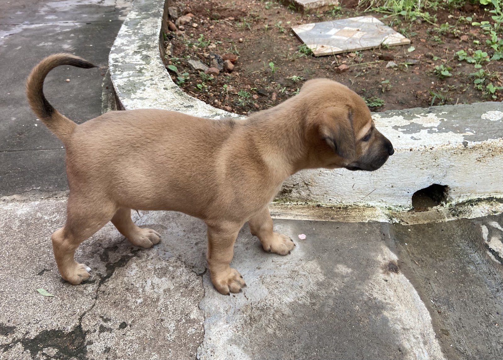 Rajapalayam Dog Breeding Center