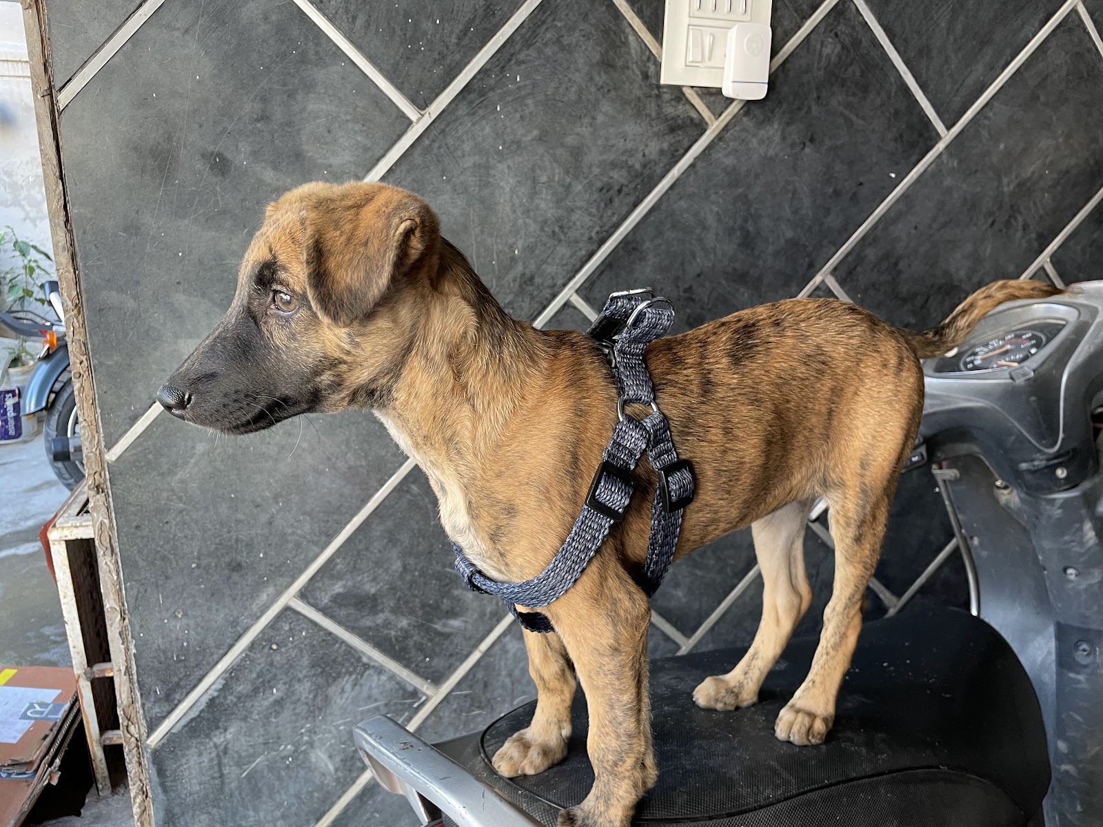 Rajapalayam Dog Breeding Center