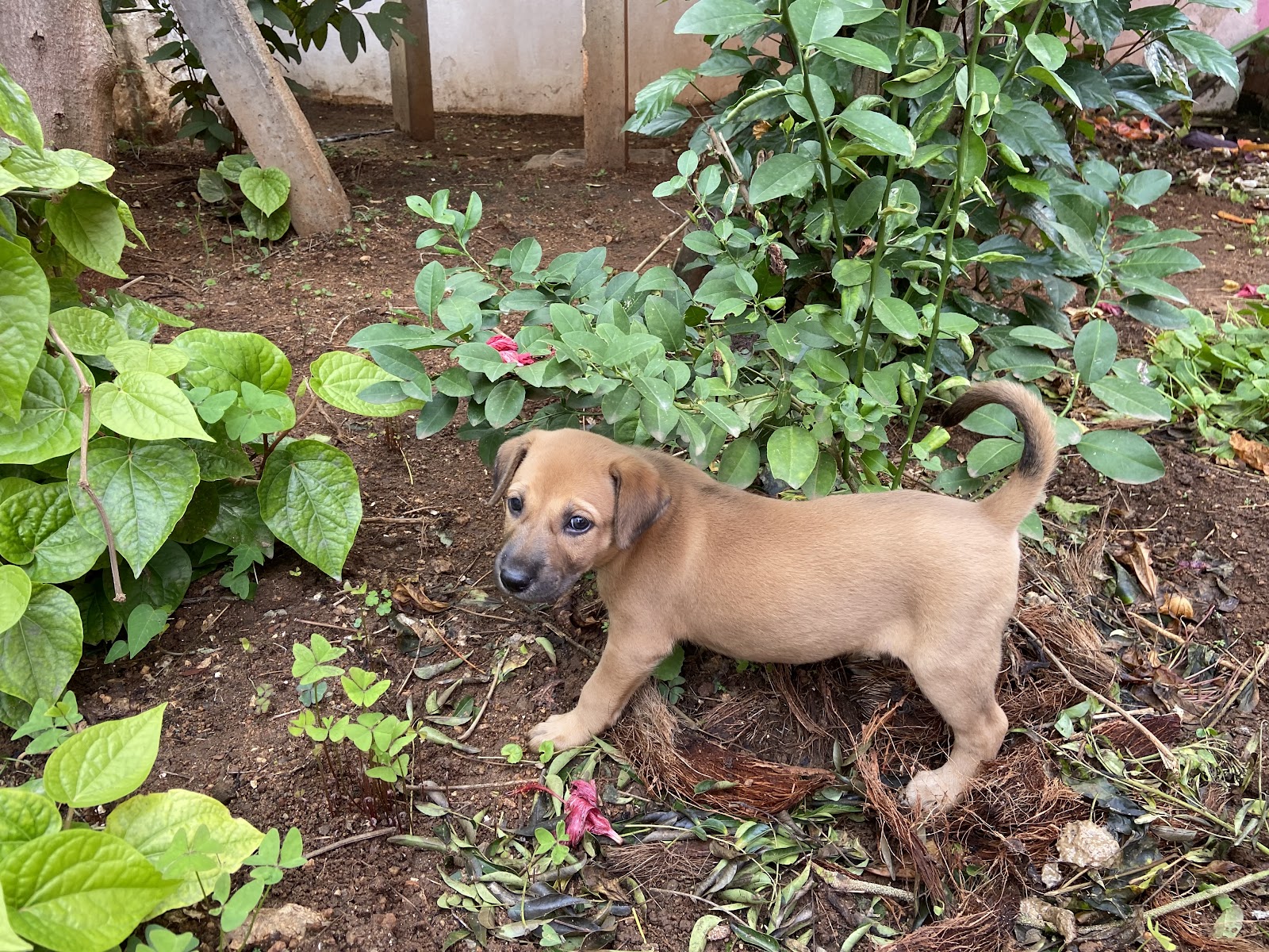 Rajapalayam Dog Breeding Center