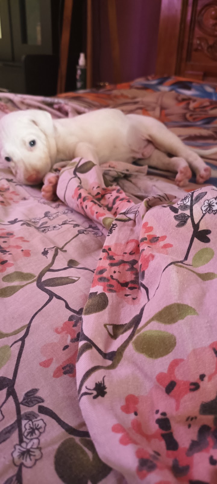 Rajapalayam Dog Breeding Center