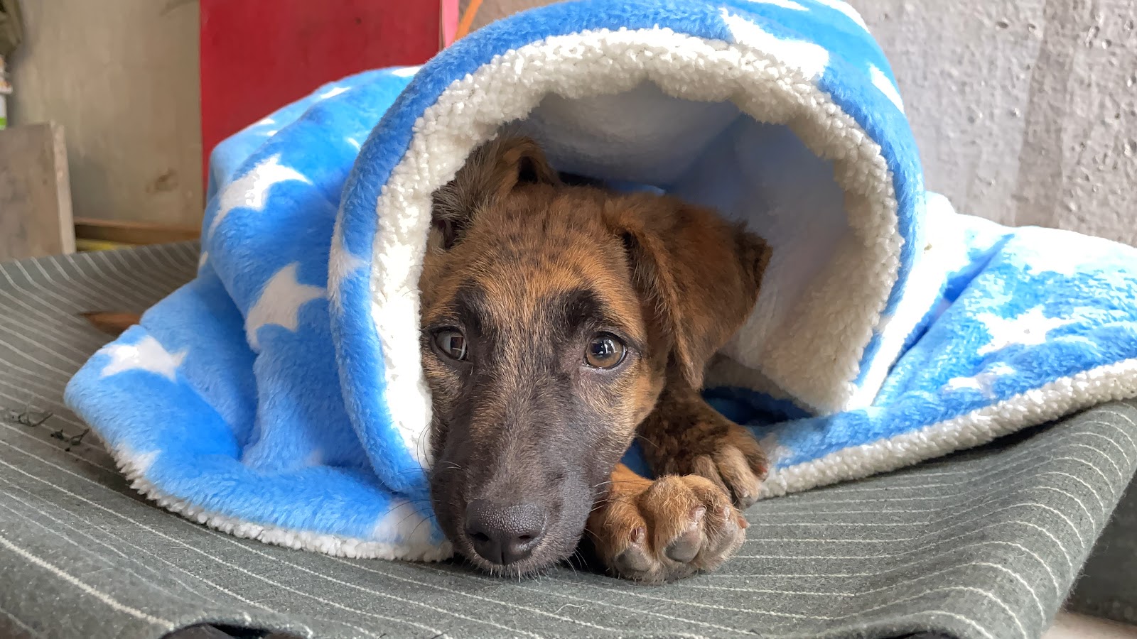 Rajapalayam Dog Breeding Center