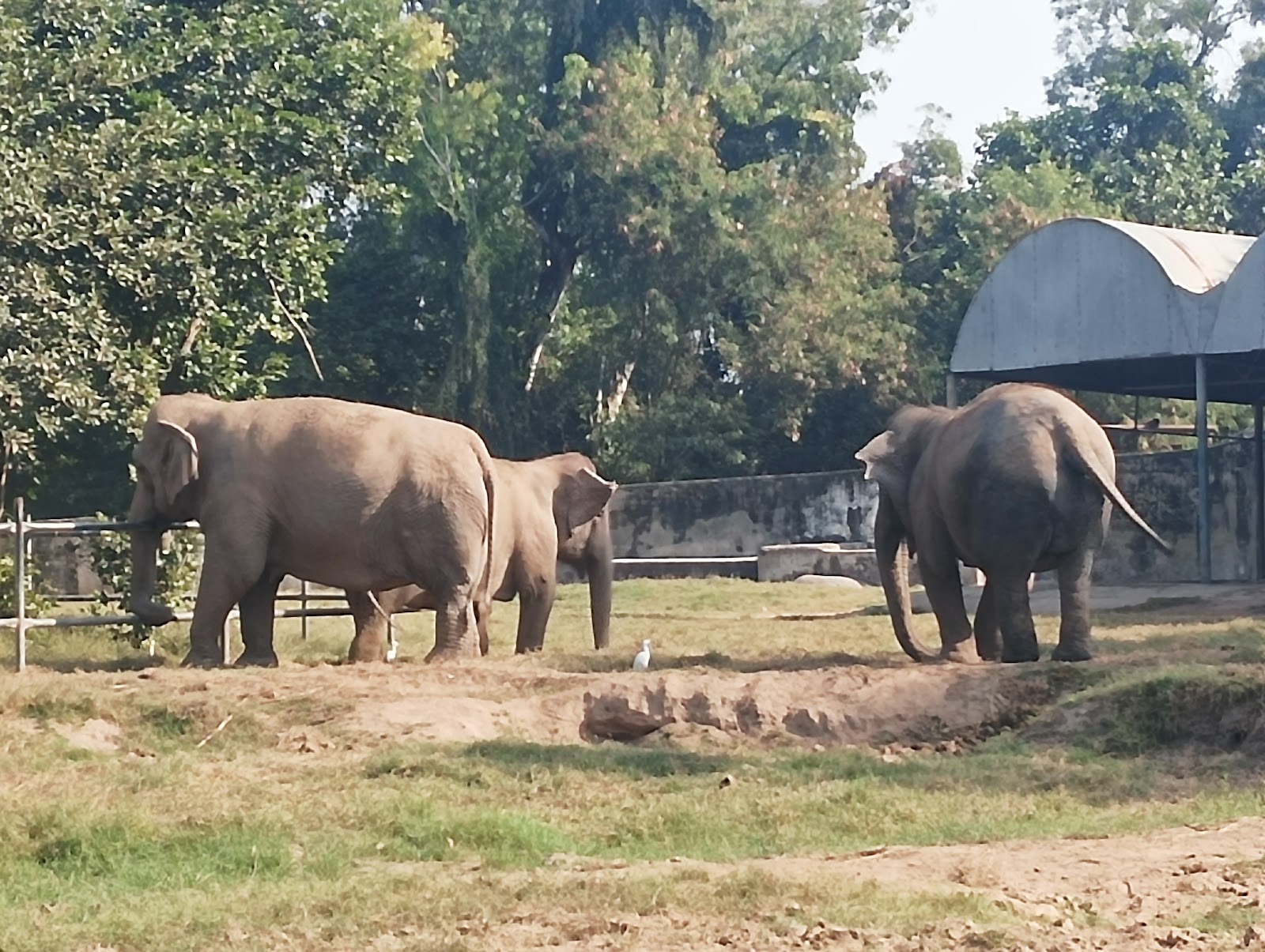 Chhatbir Zoo
