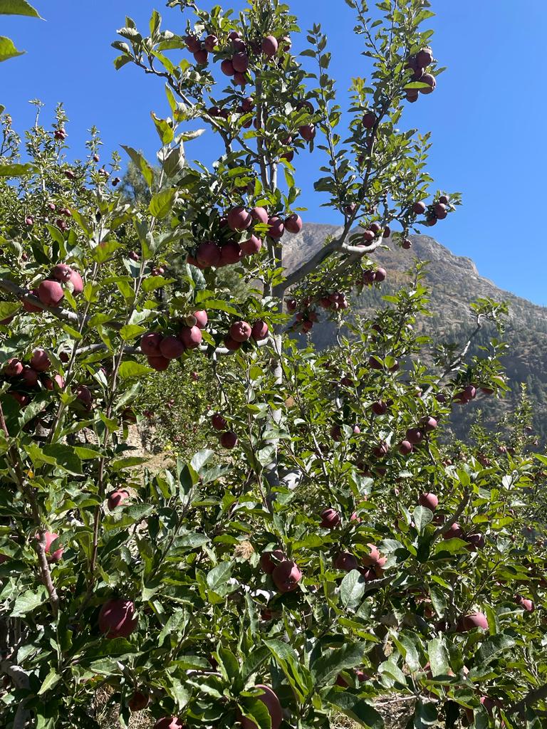 Kinnaur Apple Orchards