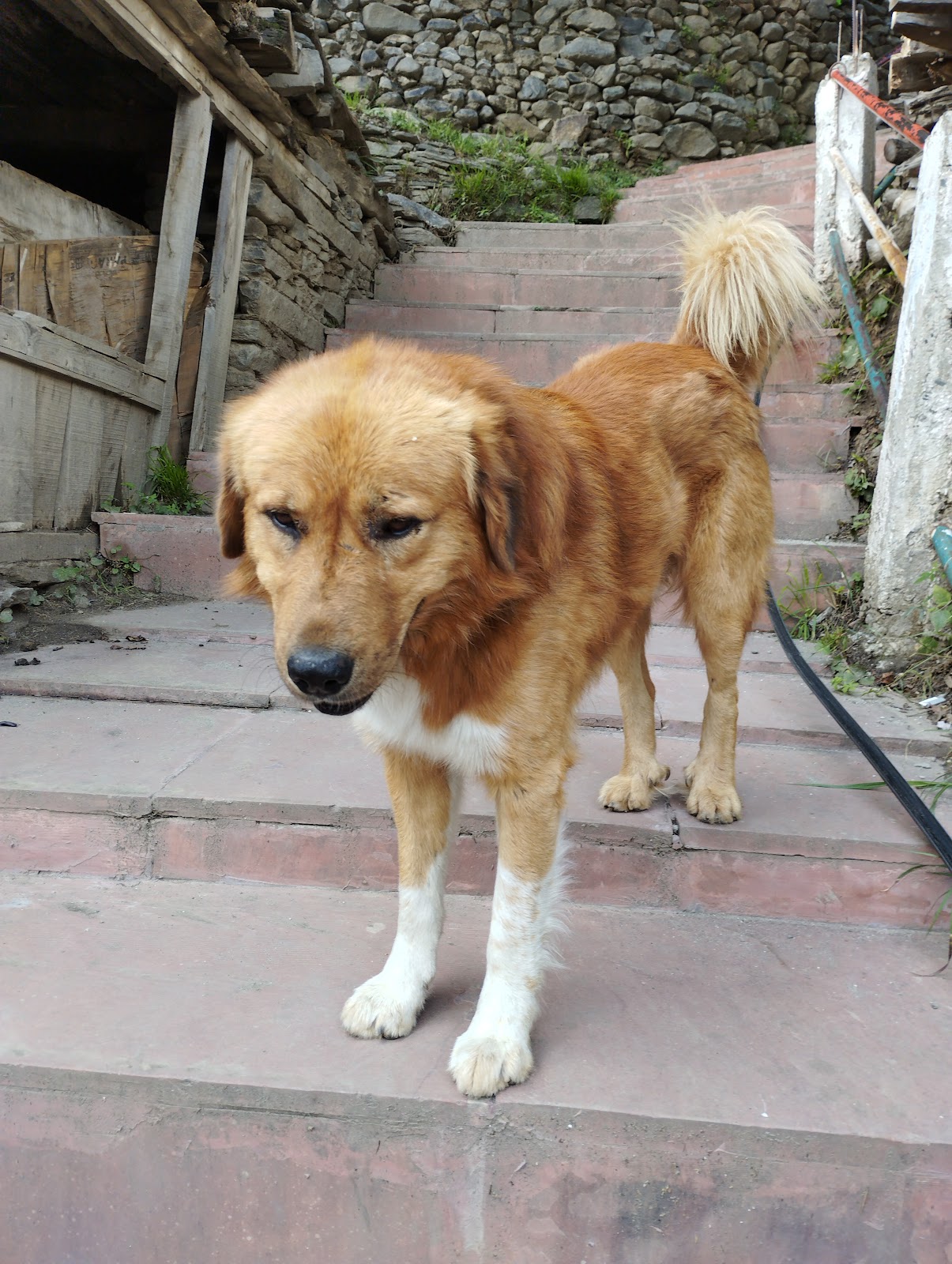 Kinnaur Apple Orchards