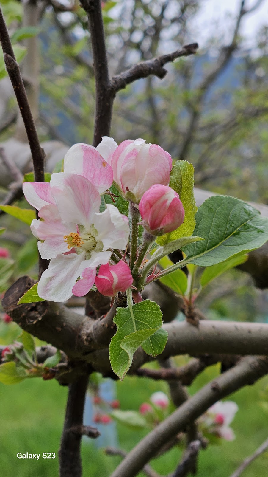 Kinnaur Apple Orchards