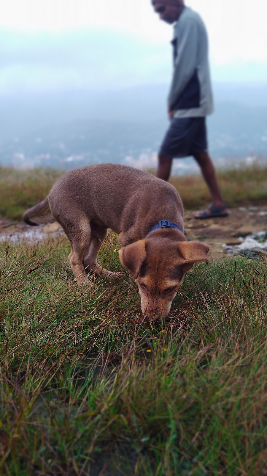 Nedumkandam View Point