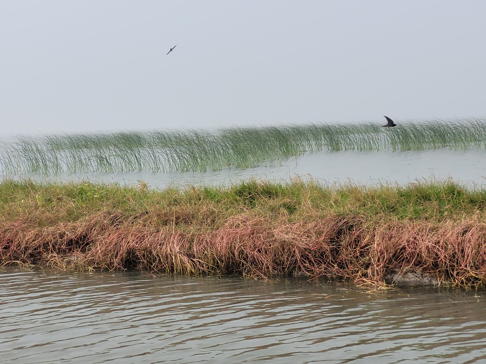 Nalabana Bird Sanctuary