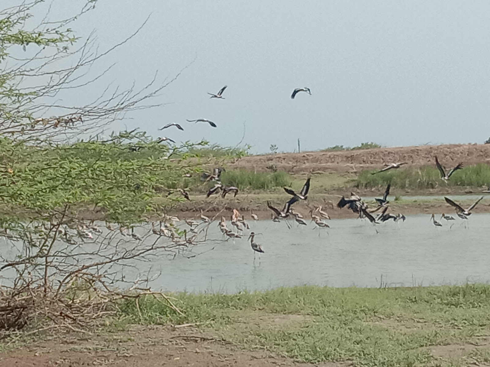Water Bird Sanctuary