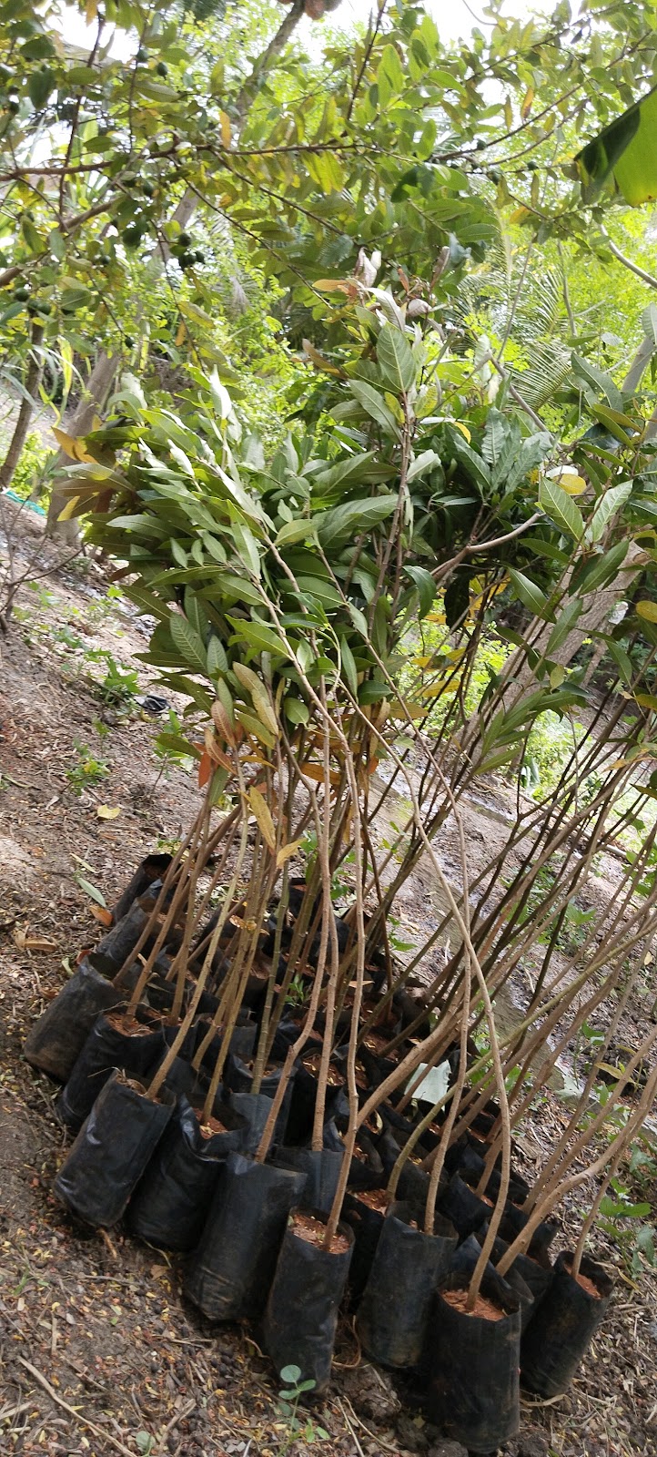 Water Bird Sanctuary