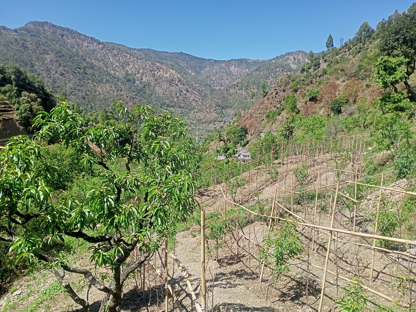 Apple Orchards of Ramgarh
