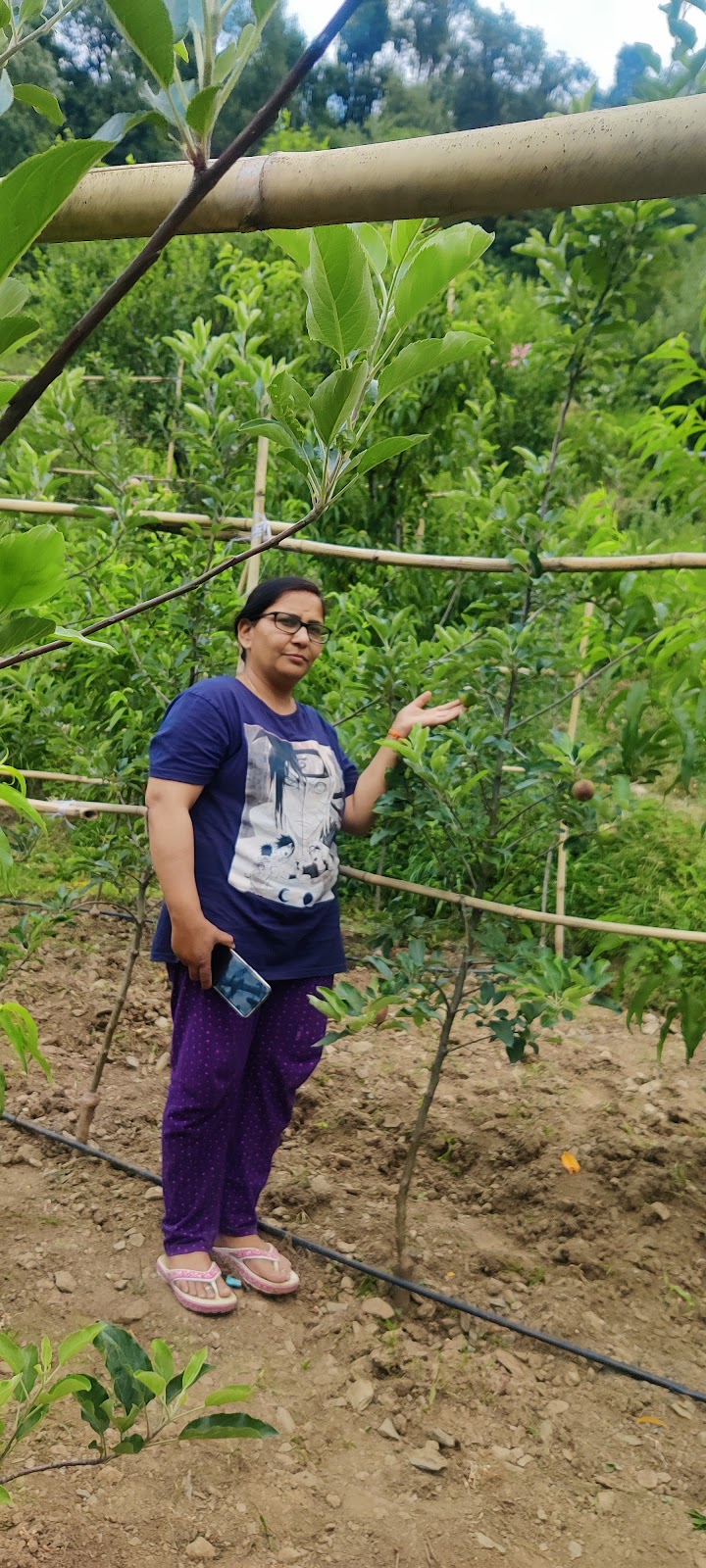 Apple Orchards of Ramgarh