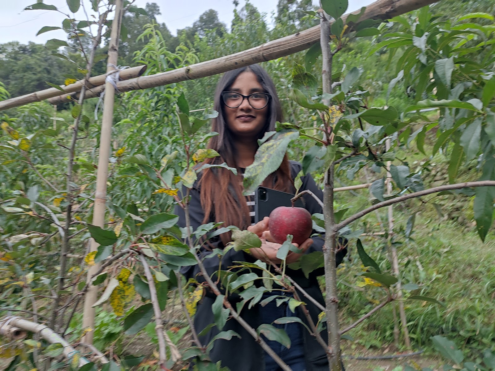 Apple Orchards of Ramgarh
