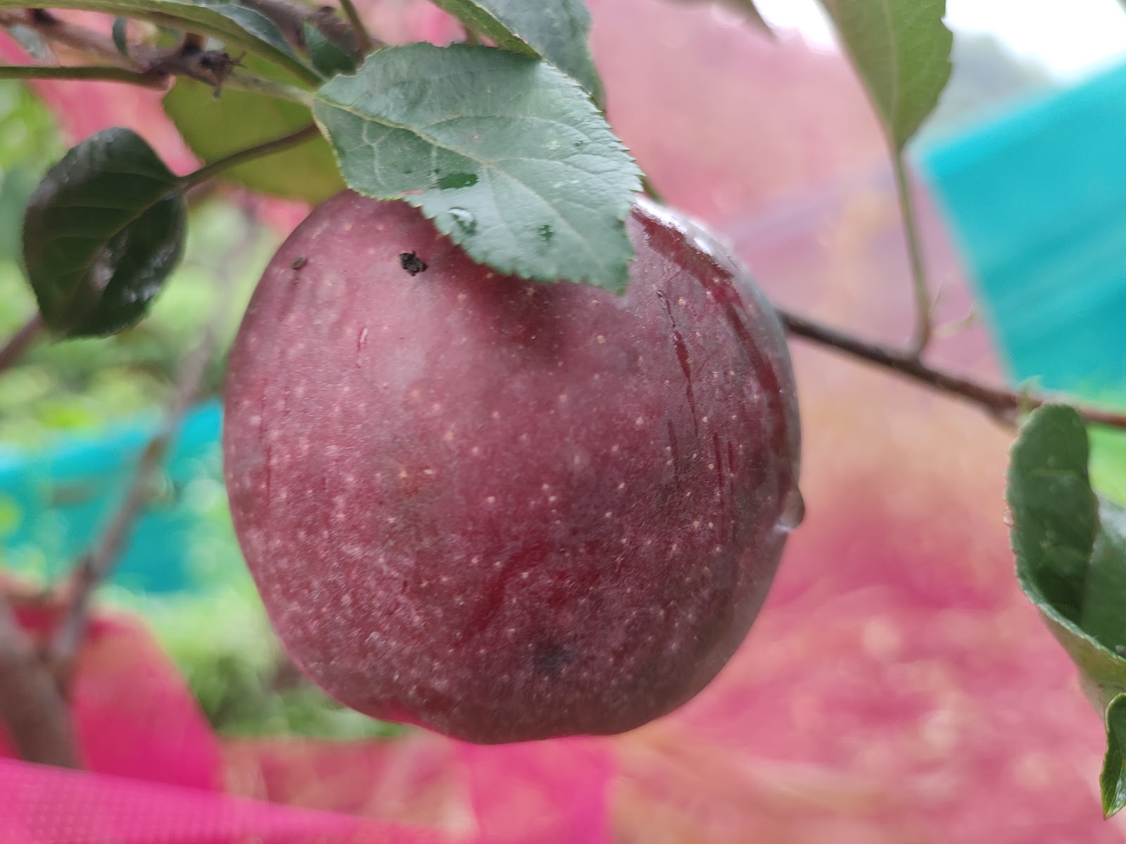 Apple Orchards of Ramgarh