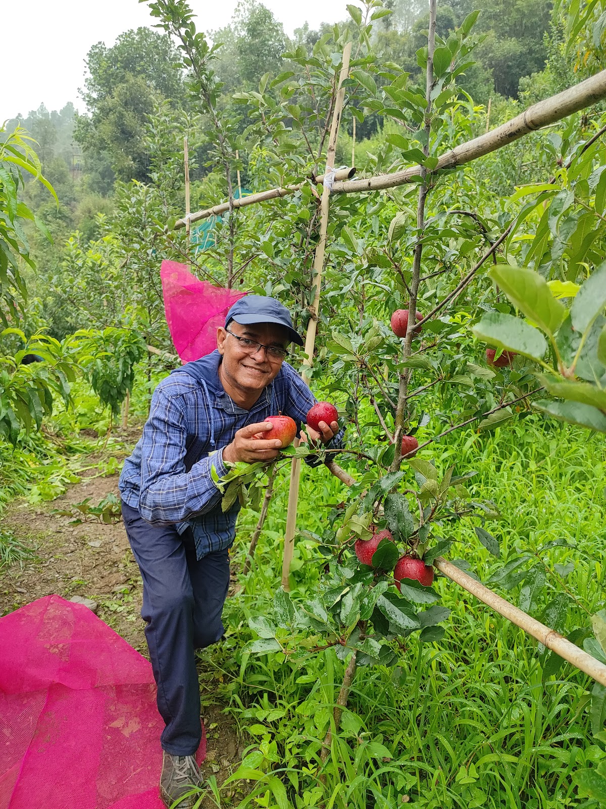 Apple Orchards of Ramgarh