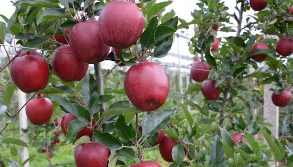Apple Orchards of Ramgarh