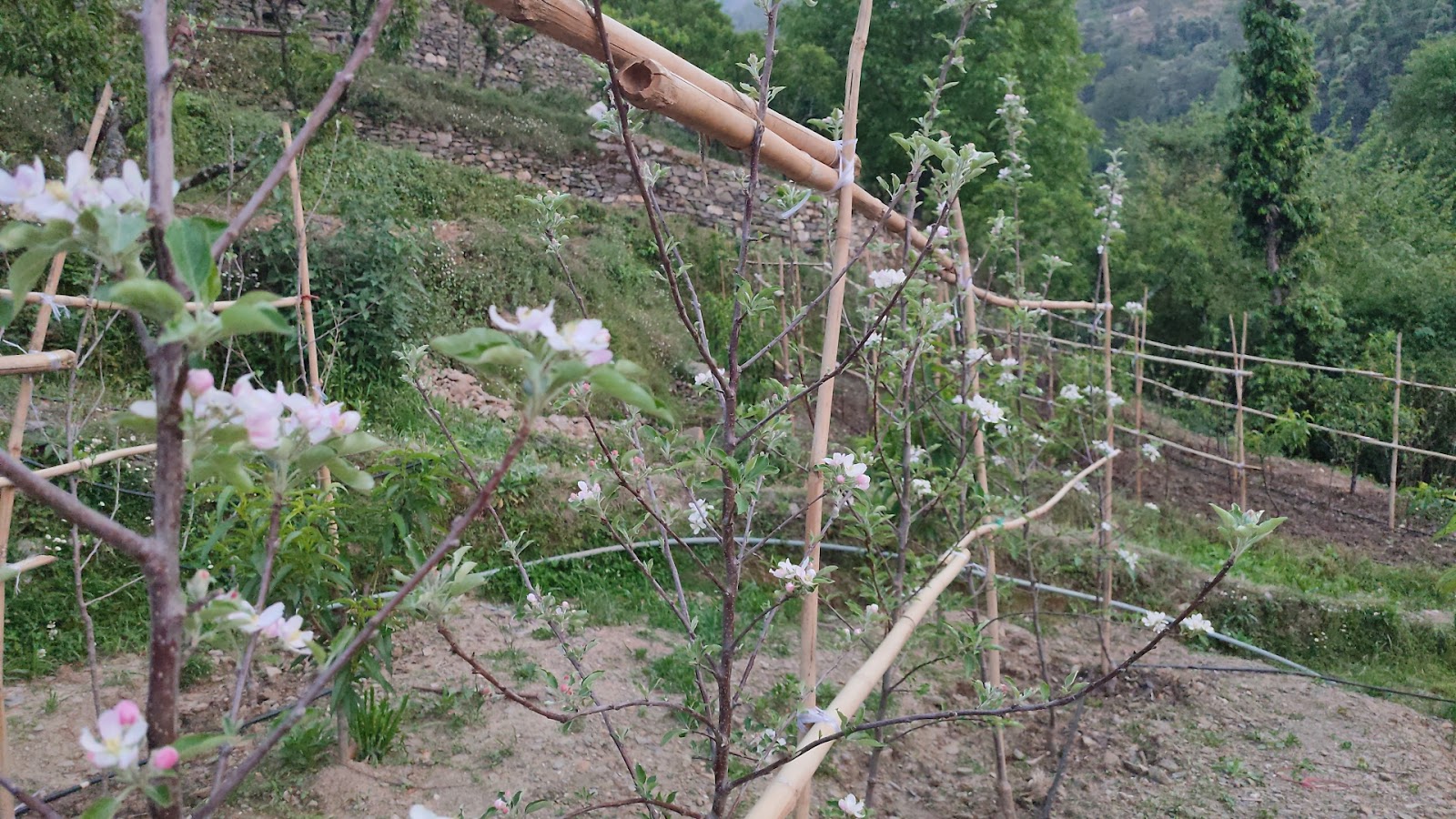 Apple Orchards of Ramgarh