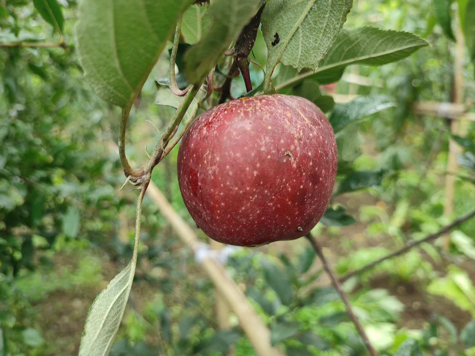 Apple Orchards of Ramgarh
