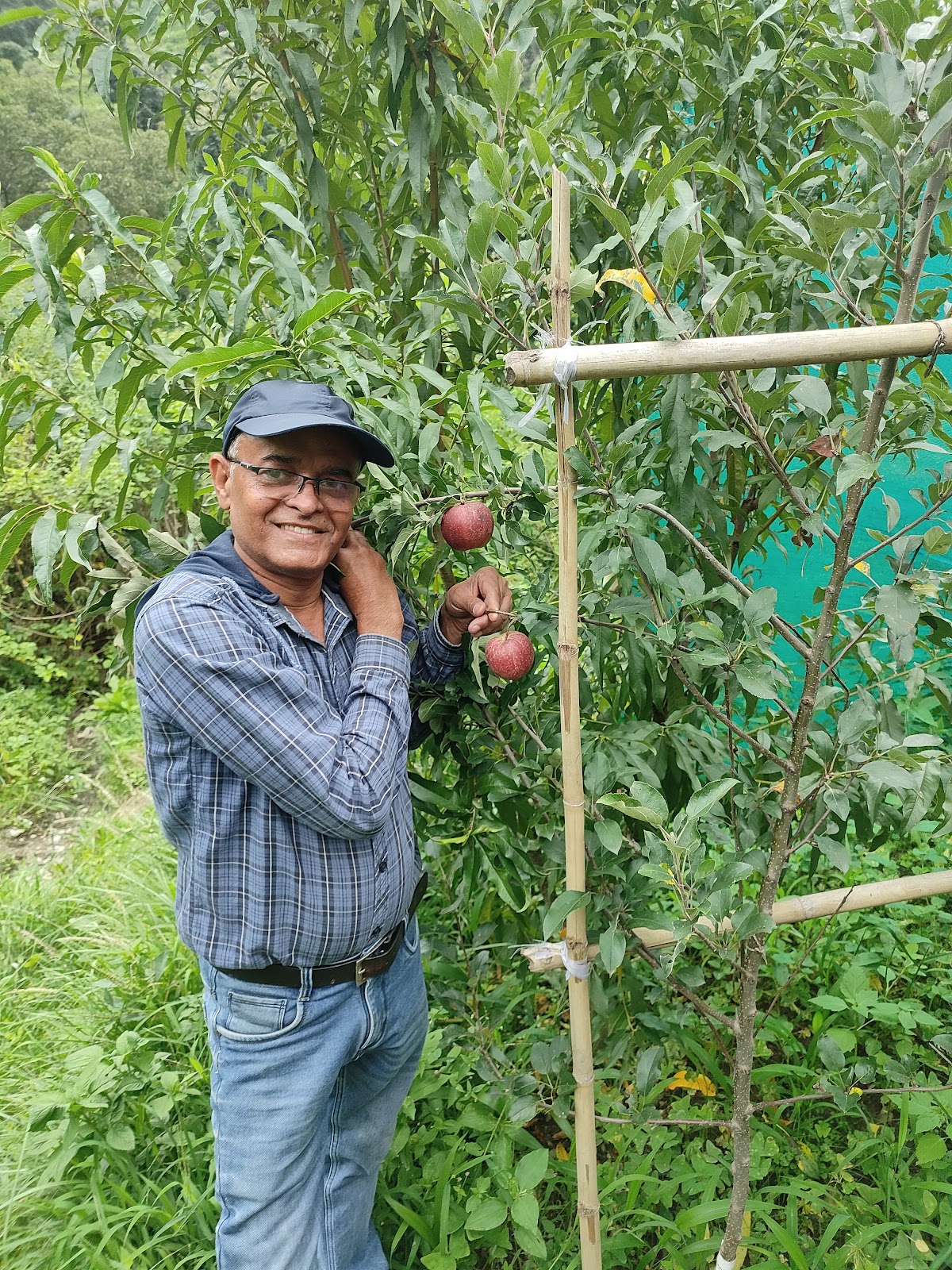 Apple Orchards of Ramgarh