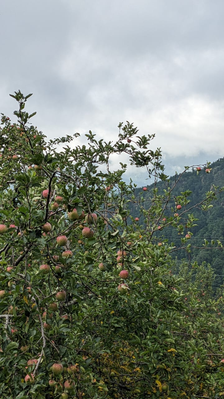 Community Orchard Museum