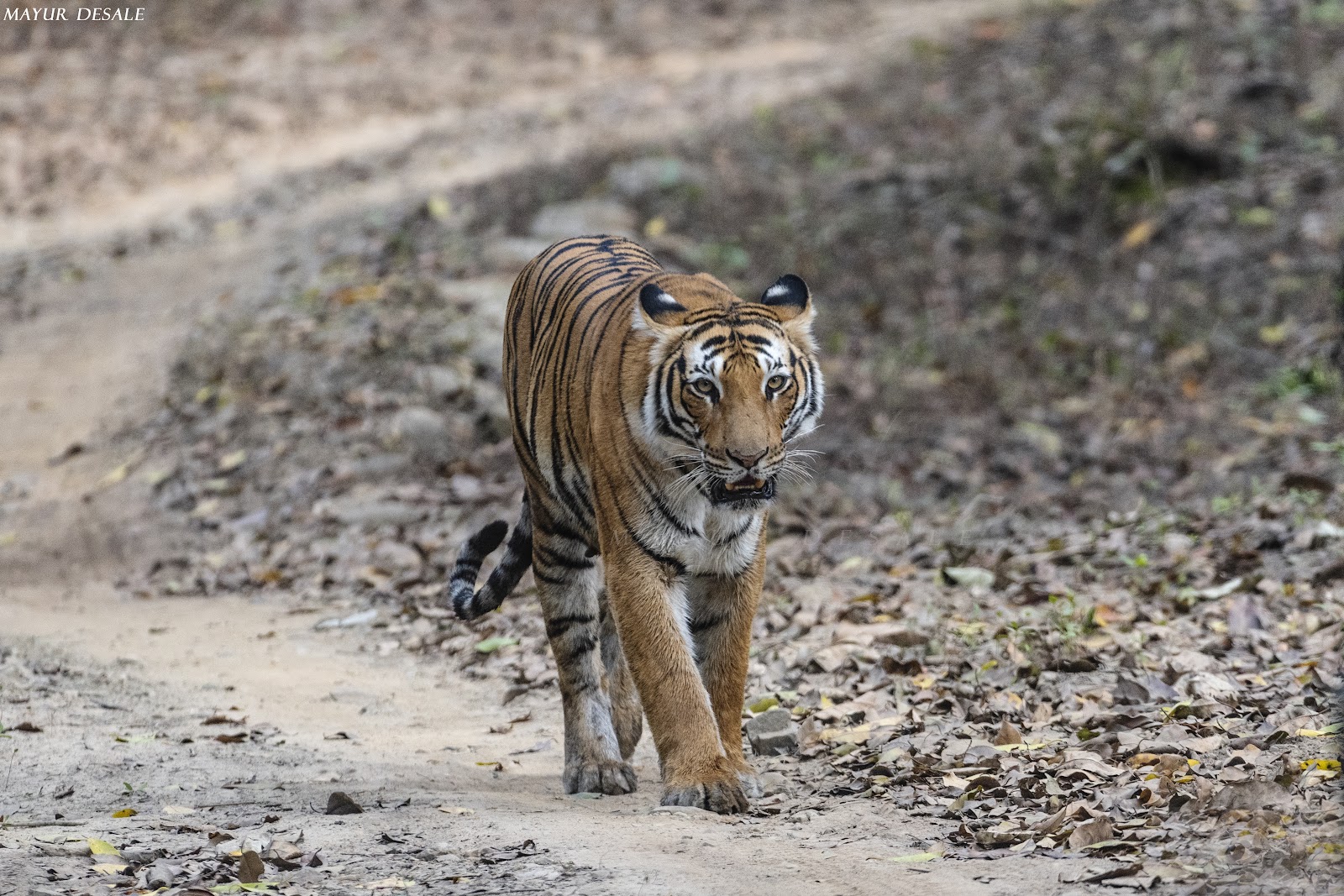 Ramnagar, Uttarakhand: Travel Guide, Wildlife, Jim Corbett & Things to Do