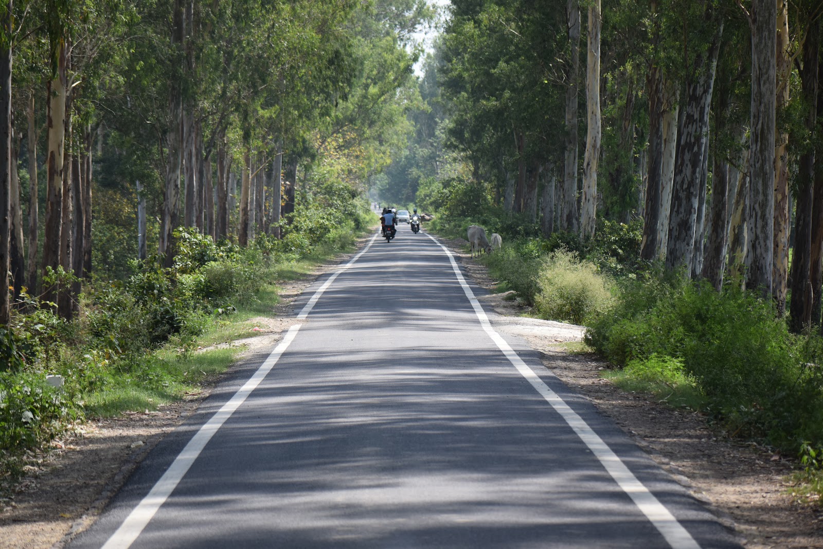 Corbett National Park