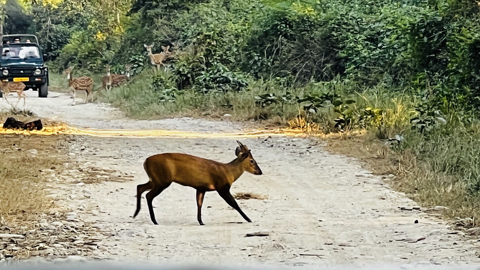 Corbett National Park