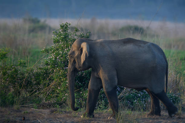 Corbett National Park
