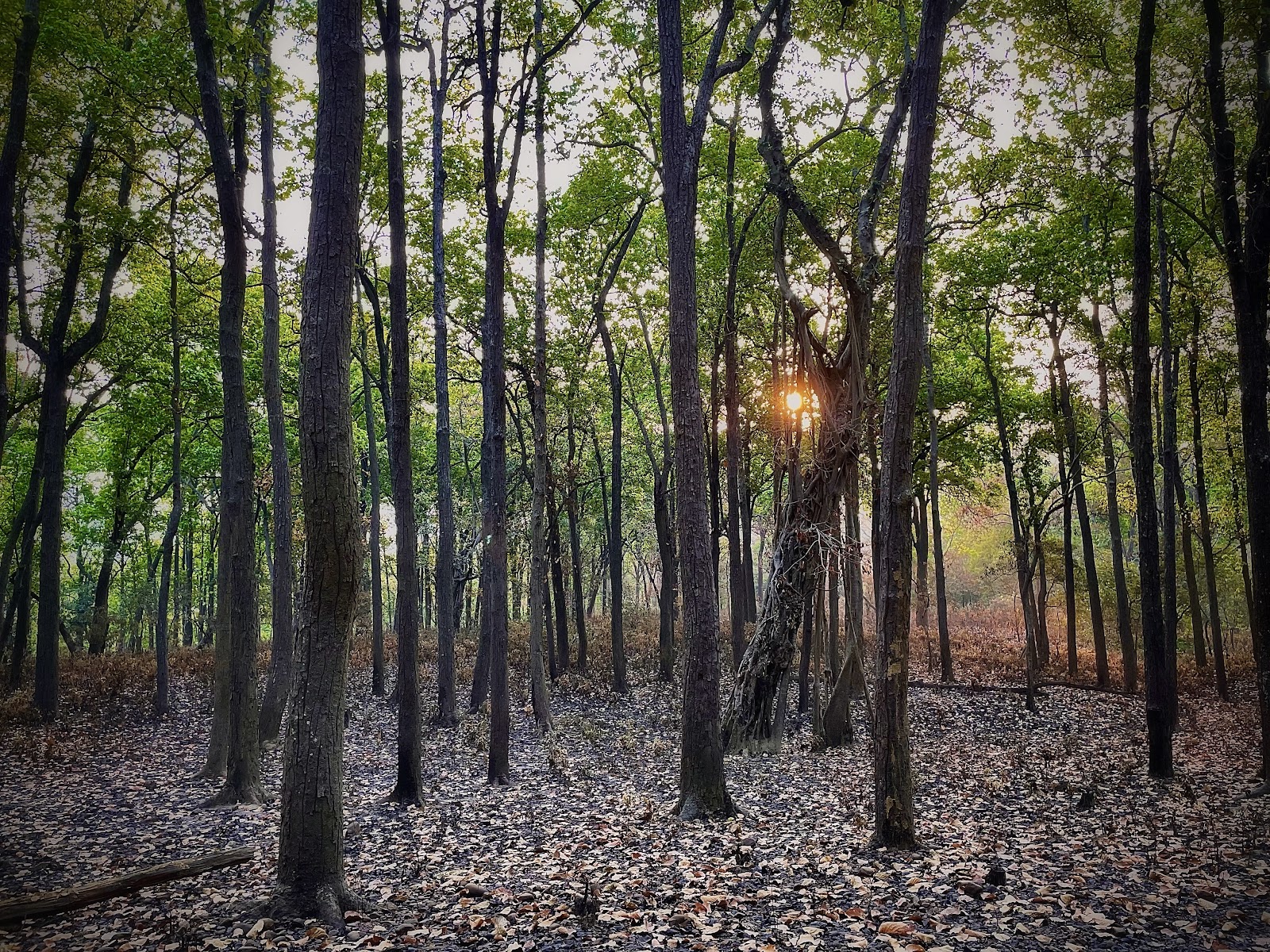 Corbett National Park