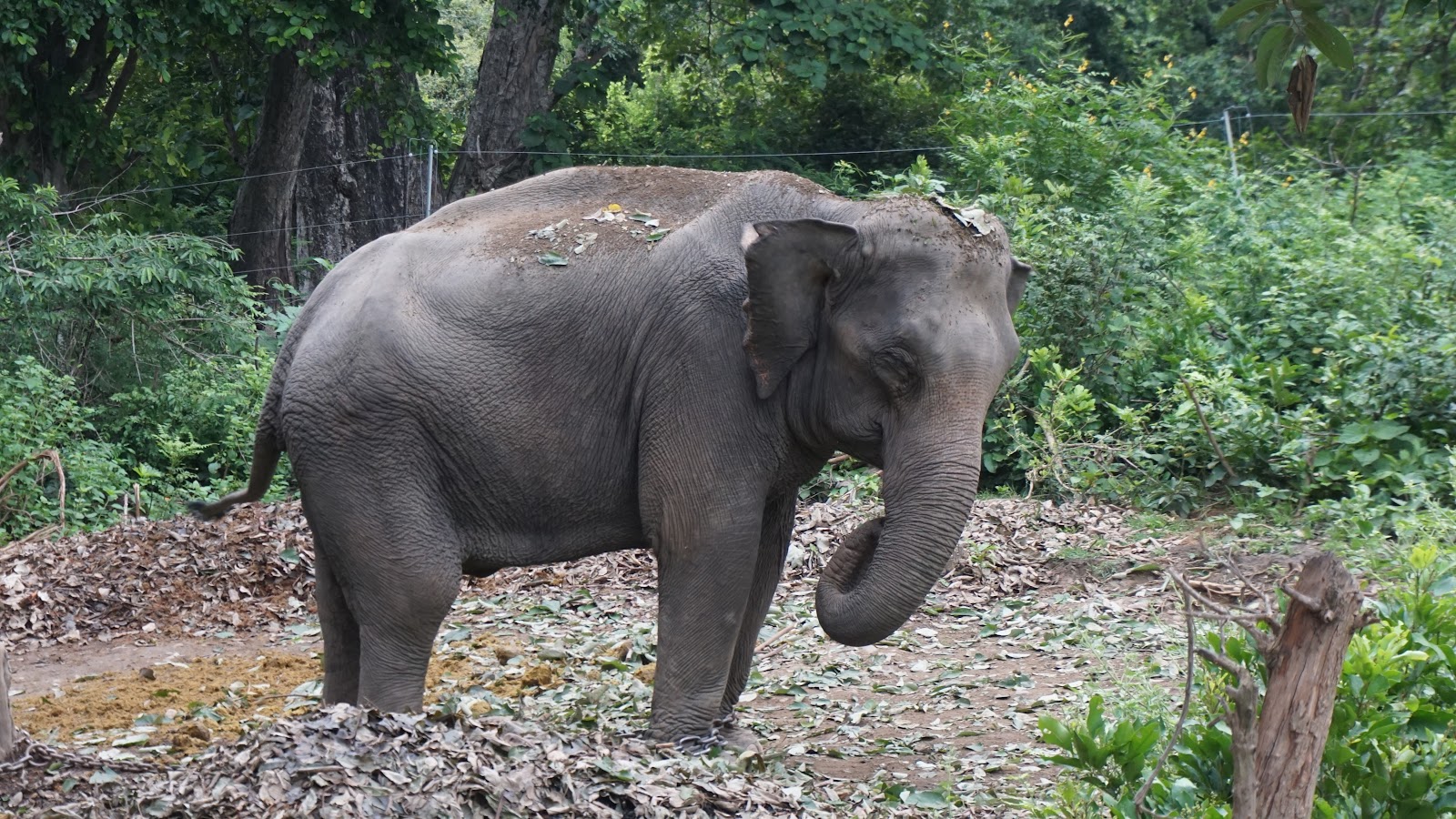 Corbett National Park
