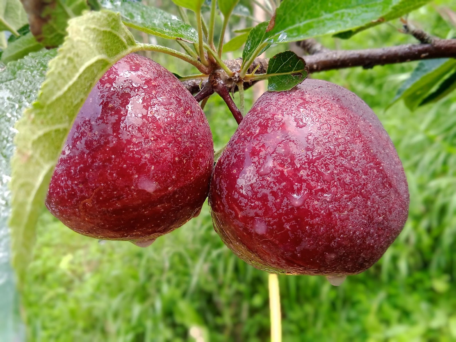 Apple Orchards Walk