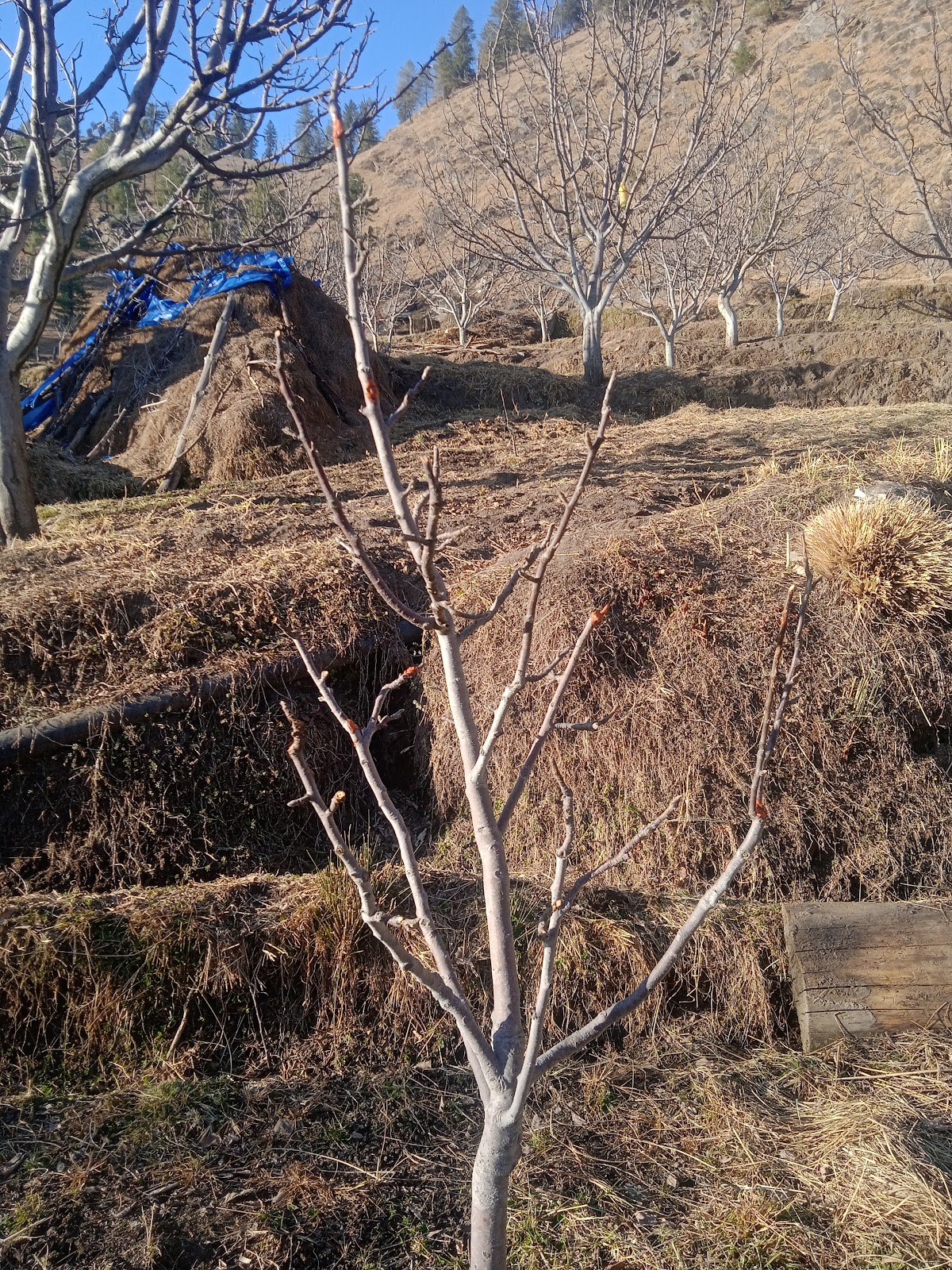 Apple Orchards Walk