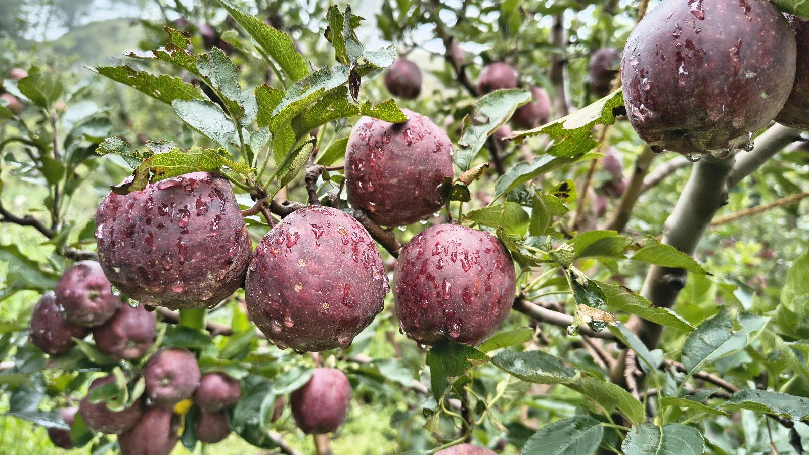 Apple Orchards Walk