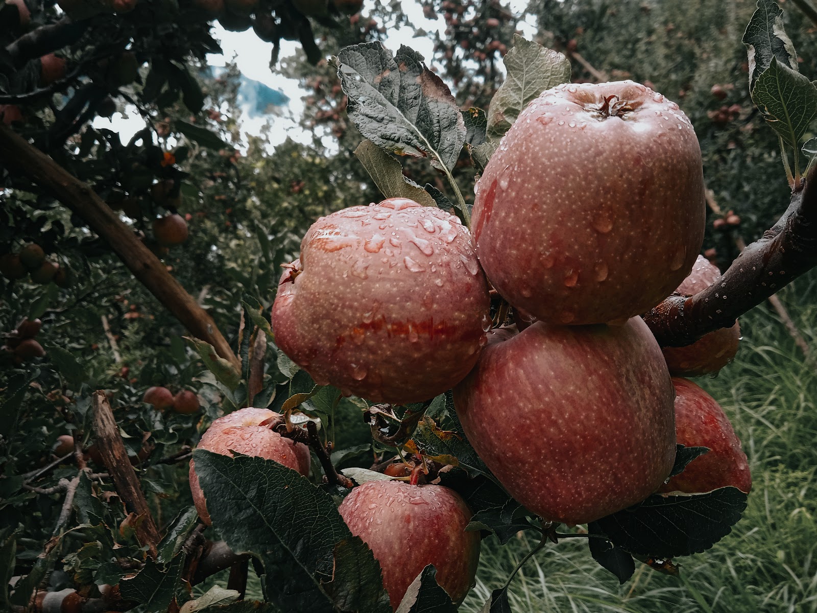 Apple Orchards Walk