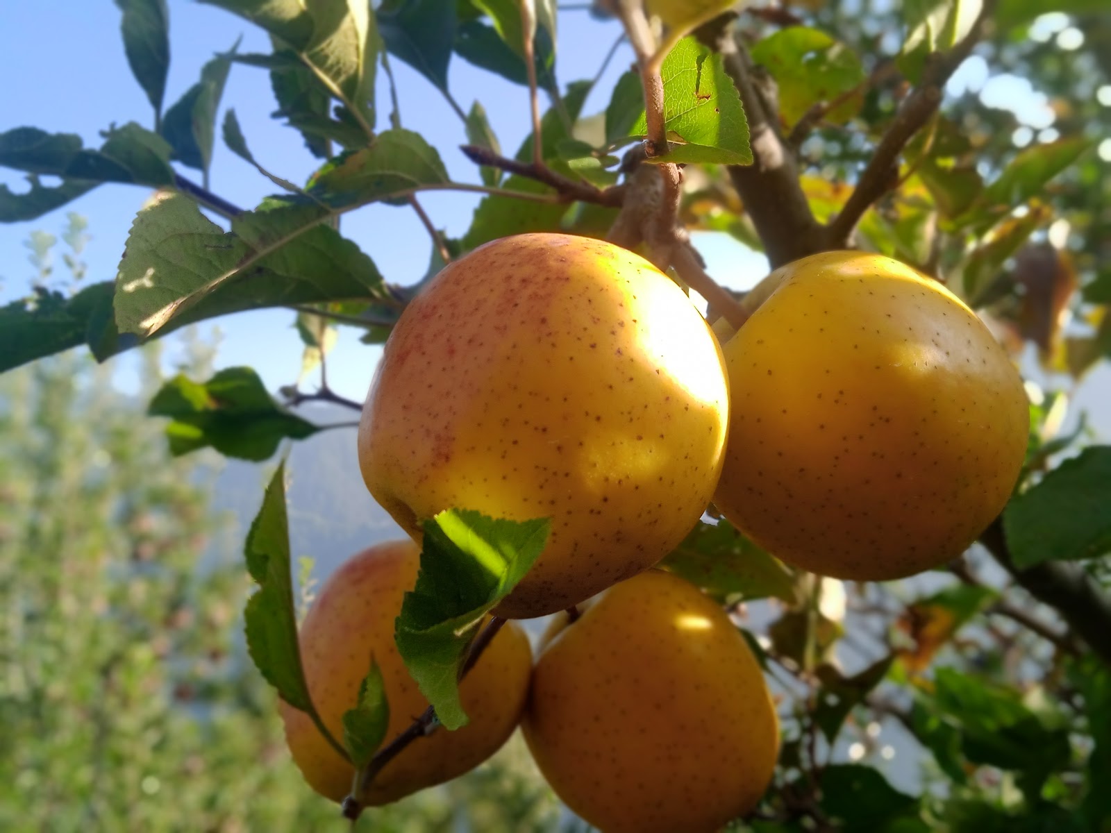 Apple Orchards Walk