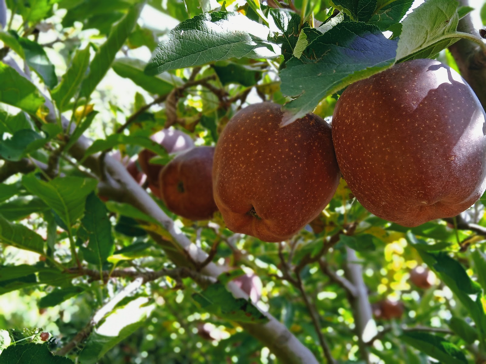 Apple Orchards Walk
