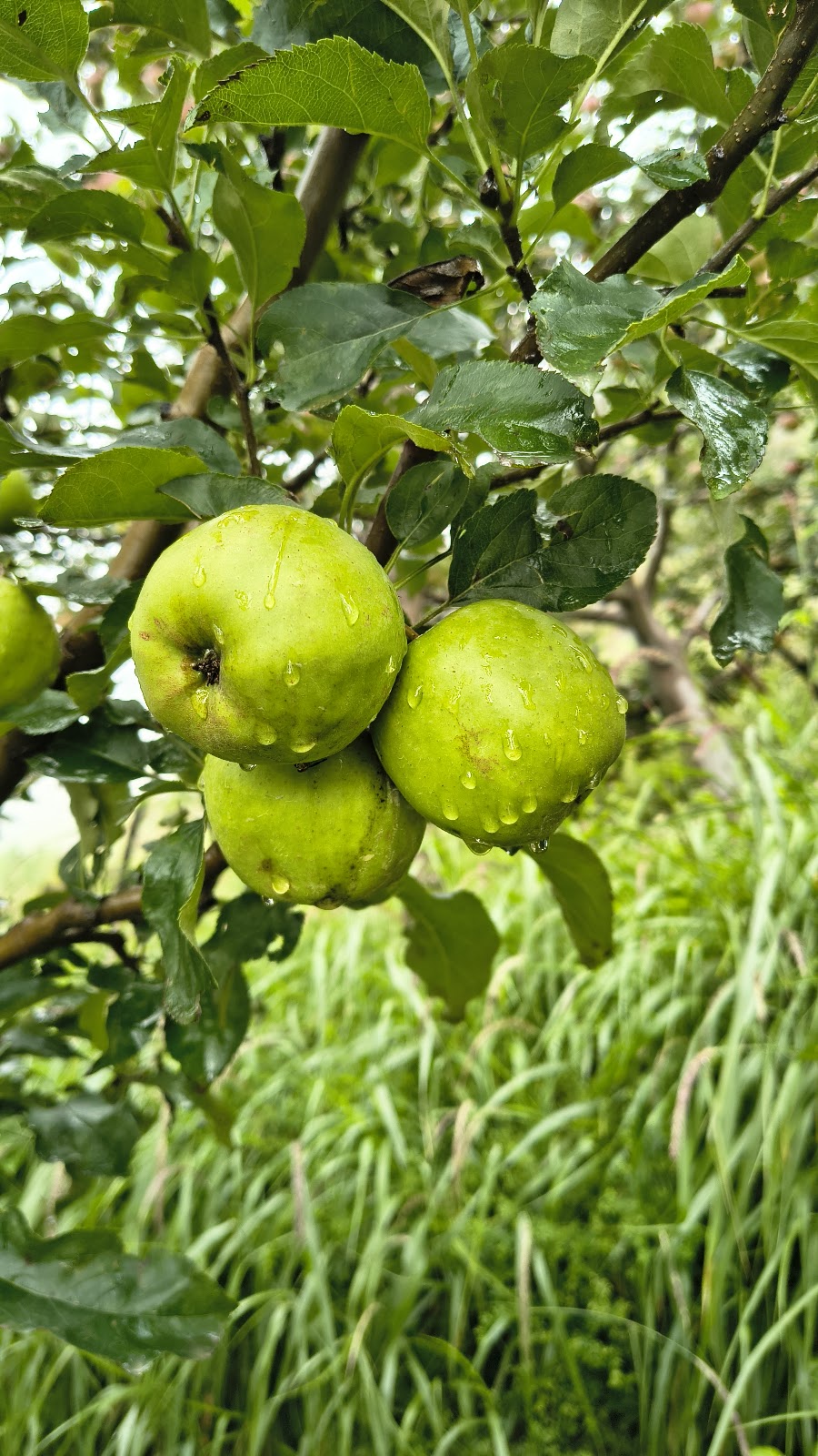 Apple Orchards Walk