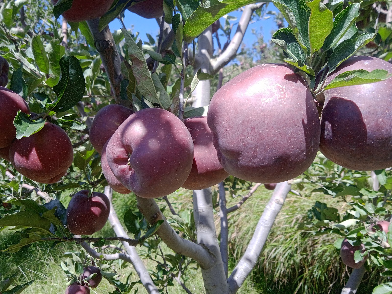 Apple Orchards Walk