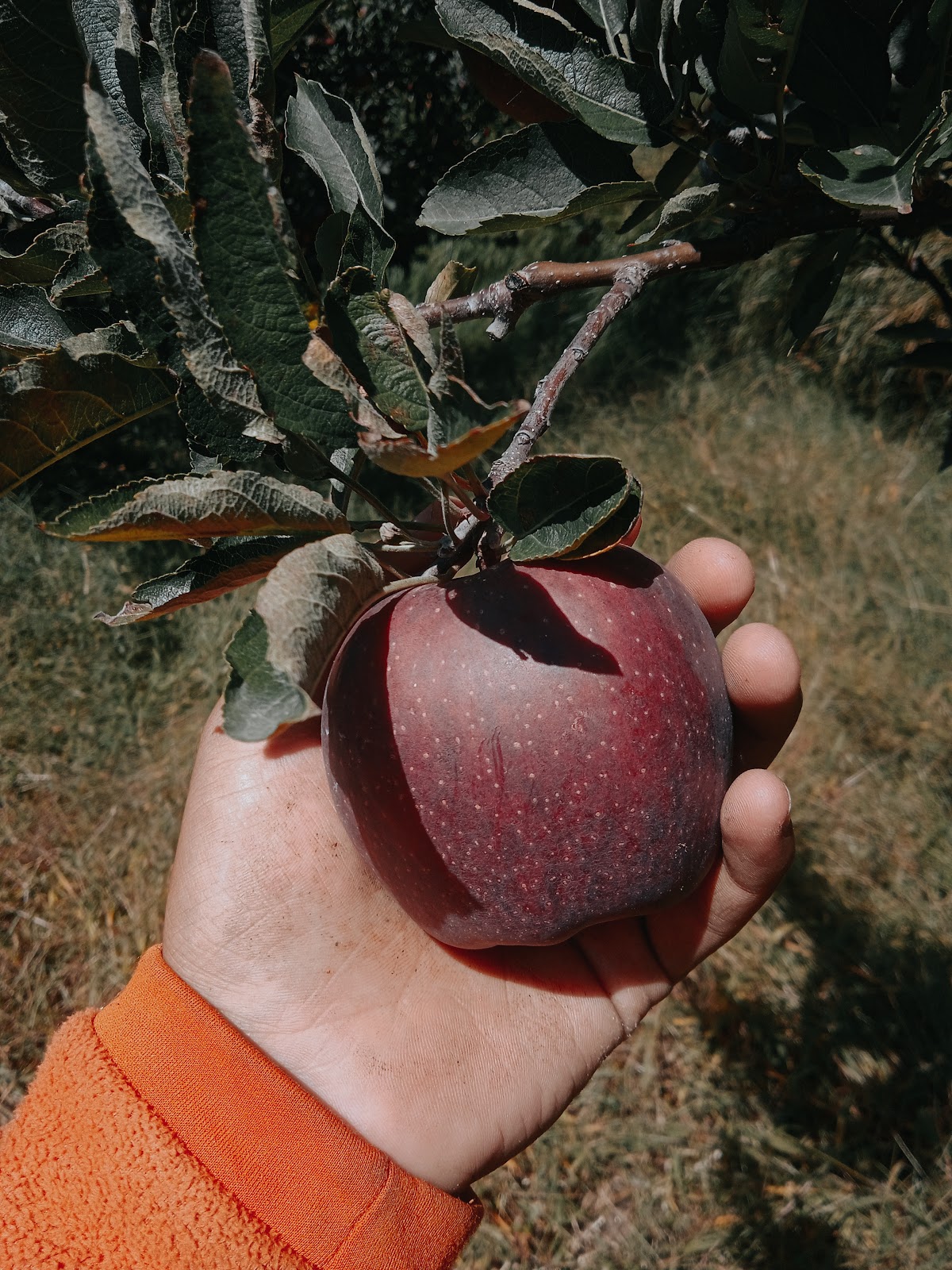 Apple Orchards Walk