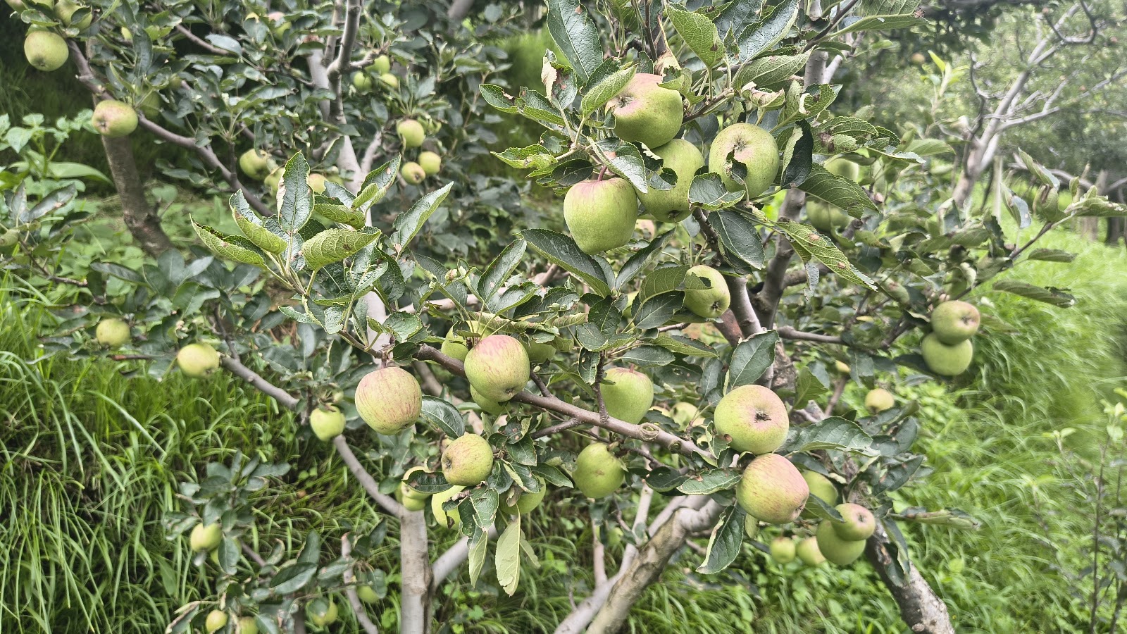 Apple Orchards Walk