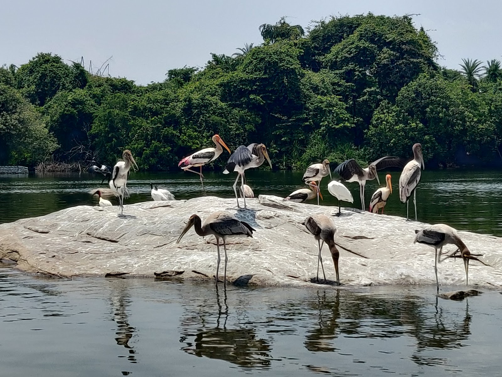 Ranganathittu Bird Sanctuary