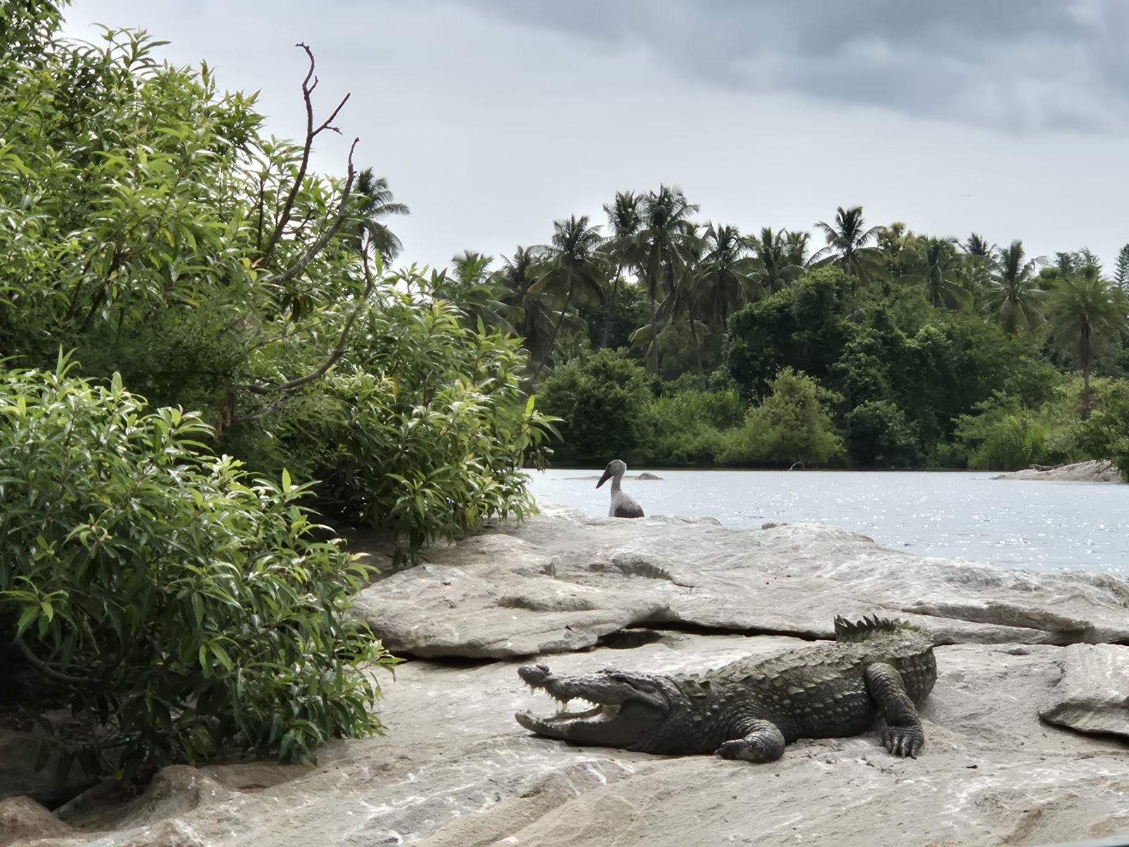 Ranganathittu Bird Sanctuary